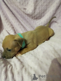 Additional photos: Amstaff terrier puppies reserve