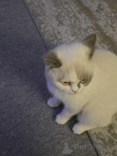 Photo №4. I will sell british shorthair in the city of Affalterbach.  - price - 216$