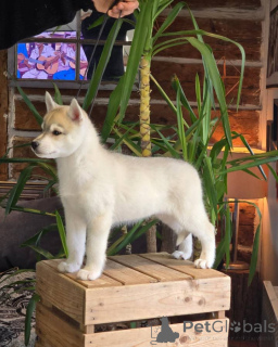 Photo №3. cachorro de husky siberiano disponible, 10 semanas de edad.. Spain