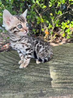 Photo №3. Adorable Bengal Kittens for adoption. Switzerland