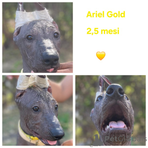 Photo №1. mexican hairless dog - for sale in the city of Balchik | negotiated | Announcement № 144434