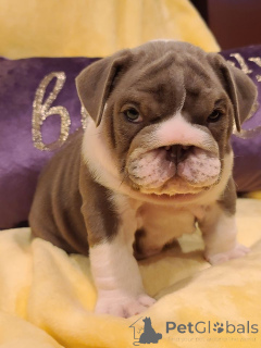 Photo №2 to announcement № 139934 for the sale of english bulldog - buy in Germany private announcement