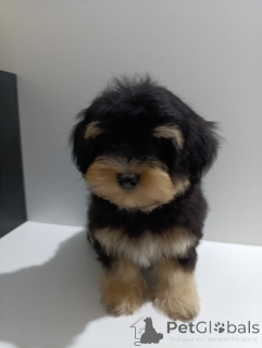 Photo №4. I will sell havanese dog in the city of Belgrade. breeder - price - negotiated