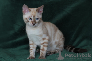 Photo №2 to announcement № 40303 for the sale of bengal cat - buy in Ukraine from nursery, breeder