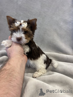 Photo №2 to announcement № 148569 for the sale of non-pedigree dogs - buy in Germany breeder