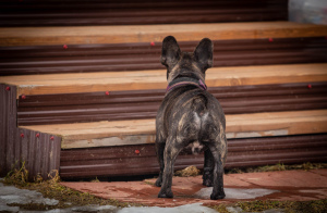Photo №4. I will sell french bulldog in the city of Rybinsk. breeder - price - 387$