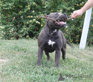 Additional photos: American Bully Dream