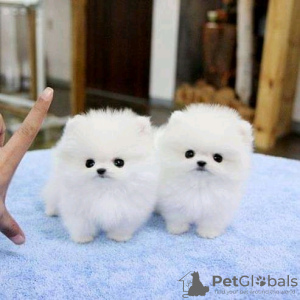 Photo №3. Beautiful Pomeranian puppies Business WhatsApp 37256062792. Belgium