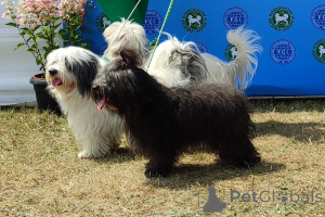 Photo №1. odis - for sale in the city of Częstochowa | 1129$ | Announcement № 19433