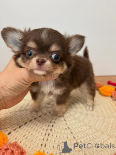 Photo №3.  Chihuahua Puppy Available for Adoption. Czech Republic