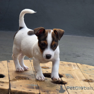 Photo №2 to announcement № 171877 for the sale of jack russell terrier - buy in Czech Republic private announcement, breeder