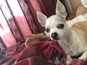 Additional photos: Looking for a macho chihuahua