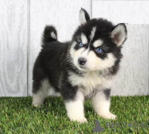 Photo №1. siberian husky - for sale in the city of Berlin | Is free | Announcement № 23735