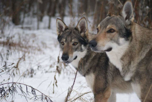 Additional photos: Czechoslovakian wolfdog puppies for sale