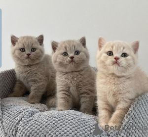 Photo №1. british shorthair - for sale in the city of Floral Park | negotiated | Announcement № 122121