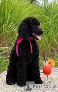 Photo №1. poodle (royal) - for sale in the city of Belgrade | 1239$ | Announcement № 175428