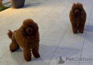 Photo №4. I will sell poodle (dwarf) in the city of Werbass.  - price - 1321$