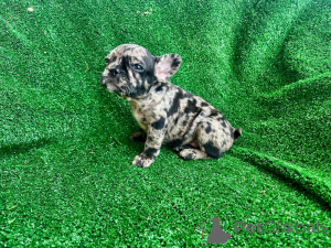 Photo №1. french bulldog - for sale in the city of Barendrecht | 1412$ | Announcement № 149480