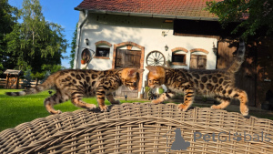 Photo №2 to announcement № 169845 for the sale of bengal cat - buy in Germany breeder