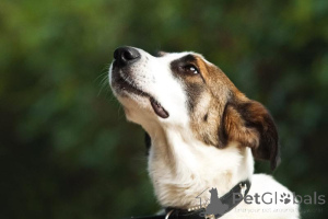 Photo №4. I will sell non-pedigree dogs in the city of Khimki. from the shelter - price - Is free