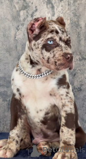 Photo №1. cane corso - for sale in the city of Baden | negotiated | Announcement № 155093