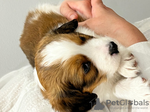Photo №2 to announcement № 98522 for the sale of kooikerhondje - buy in Poland breeder