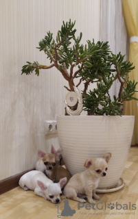Photo №2 to announcement № 104173 for the sale of chihuahua - buy in United States private announcement, from nursery