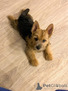 Photo №3. Norwich Terrier puppy. Russian Federation