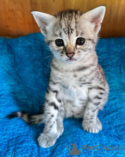 Photo №1. savannah cat - for sale in the city of Амстердам | 1$ | Announcement № 75736