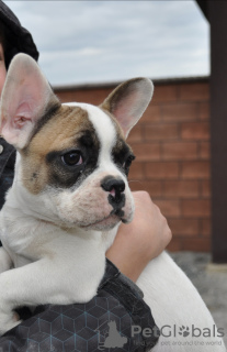 Photo №1. french bulldog - for sale in the city of Krivoy Rog | 147$ | Announcement № 14166