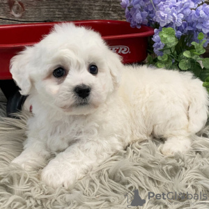 Photo №2 to announcement № 48692 for the sale of bichon frise - buy in United States private announcement