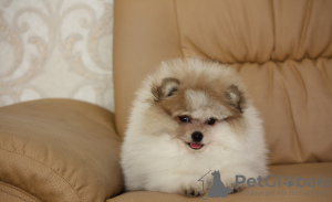 Photo №3. Pomeranian girl Patik. Ukraine