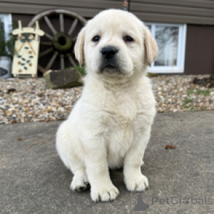 Photo №1. labradoodle - for sale in the city of Munich | negotiated | Announcement № 166070