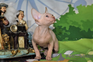 Additional photos: kittens canadian sphynx