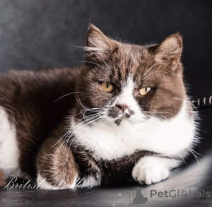 Photo №1. british shorthair - for sale in the city of Munich | 269$ | Announcement № 108935