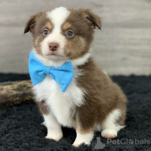 Photo №2 to announcement № 50492 for the sale of australian shepherd - buy in United States private announcement