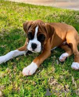 Photo №1. boxer - for sale in the city of Gheent | 1031$ | Announcement № 167116