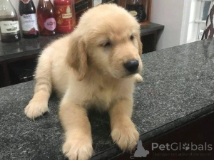 Photo №1. golden retriever - for sale in the city of Garmisch-Partenkirchen | 465$ | Announcement № 169444