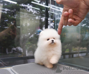 Photo №1. pomeranian - for sale in the city of Bonn | 423$ | Announcement № 104073