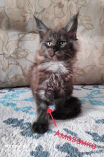 Photo №1. maine coon - for sale in the city of Omsk | 266$ | Announcement № 5290