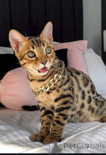 Photo №2 to announcement № 176658 for the sale of bengal cat - buy in Australia private announcement