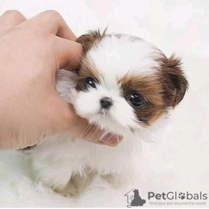 Photo №2 to announcement № 56354 for the sale of shih tzu - buy in United States breeder