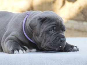Photo №2 to announcement № 2984 for the sale of cane corso - buy in Ukraine private announcement, from nursery, breeder