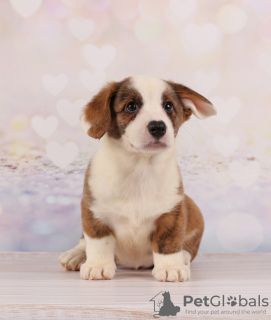 Photo №2 to announcement № 13113 for the sale of welsh corgi - buy in Ukraine breeder