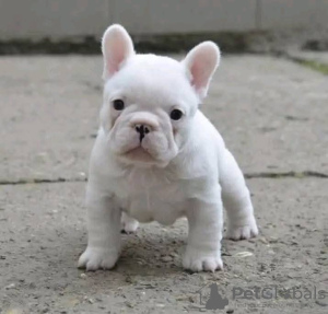 Photo №1. french bulldog - for sale in the city of Fontainebleau | 423$ | Announcement № 126689