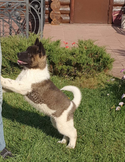 Photo №1. american akita - for sale in the city of Zhigulevsk | 732$ | Announcement № 3320