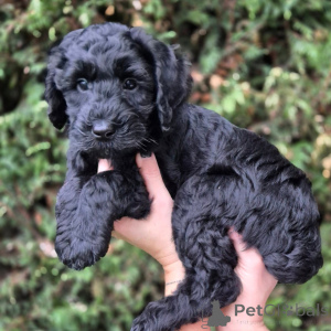 Photo №1. labradoodle - for sale in the city of La Rochelle | negotiated | Announcement № 174893