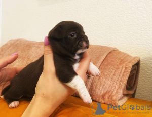 Additional photos: Chihuahua puppies for sale.