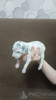 Photo №4. I will sell dalmatian dog in the city of Novokuznetsk. breeder - price - 65$