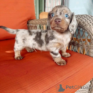 Photo №2 to announcement № 161309 for the sale of  - buy in United States 